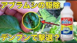 【アブラムシ駆除】デンプンでアブラムシやハダニを撃退！？うどんこ病にも効きます（自然由来の農薬：粘着くん） [upl. by Acinonrev]