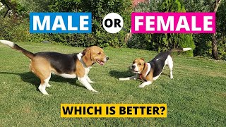 Male vs Female Beagle  Which Should You Choose [upl. by Mutua]