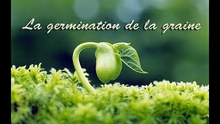 La germination de la graine [upl. by Drogin460]