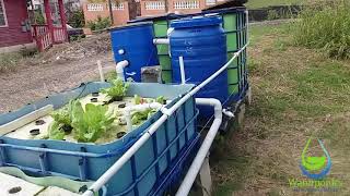 Part 3 Whats Wrong with the Aquaponics System [upl. by Drue]