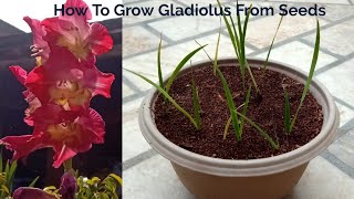 How To Grow Gladiolus From Seeds [upl. by Onitram]