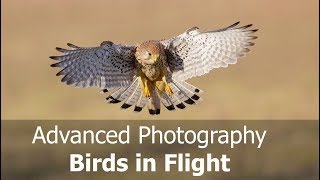 How to Photograph Birds in Flight Advanced Including Canon AF Case Settings [upl. by Acissev]