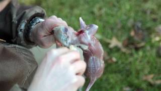 Squirrel Skinning For Hide amp Meat [upl. by Ellerihs]