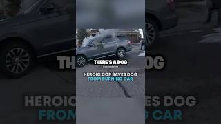 HEROIC Cop Saves Dog 🥹🤯 [upl. by Vilberg]