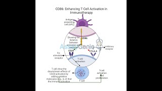 CD86 Enhancing T Cell Activation in Immunotherapy [upl. by Luce]