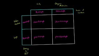 Autotrophs vs Heterotrophs and Chemotrophs vs Phototrophs Introduction Biology Metabolism MCAT [upl. by Aerbma]