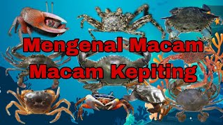 Mengenal Macam macam Kepiting [upl. by Schouten]