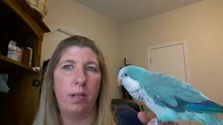 Quaker Parrots as Pets [upl. by Lexy]