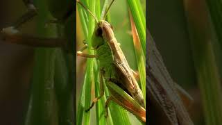 Facts About Grasshoppers  Grasshoppers Facts [upl. by Ellednek]