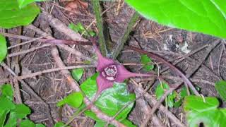 How to Grow Wild Ginger Asarum [upl. by Nive]