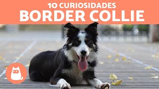 10 curiosidades del BORDER COLLIE [upl. by Ezaria]