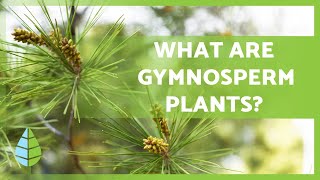 GYMNOSPERM PLANTS 🌲 Characteristics Examples Reproduction and more [upl. by Annig]