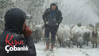 Kışın Çobanlık  Kuzulama Dönemi Belgesel 4K [upl. by Notsgnal3]