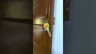 Crazy ammu yellow sided conure [upl. by Aneez]