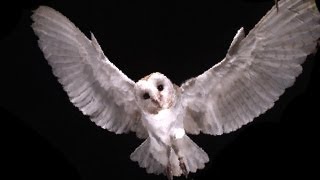 Slow Motion Barn Owl Attack  Slo Mo 11  BBC Earth Explore [upl. by Ylhsa914]