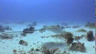 Diving Playa Del Carmen  Mama Vina Shipwreck [upl. by Alyal170]