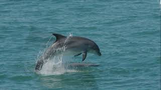 Explore the Stunning Pembrokeshire Coastline A Wildlife Paradise in West Wales [upl. by Thaxter]