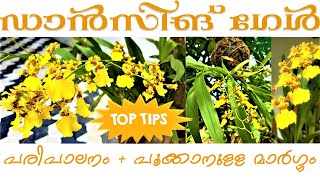 Orchid Care in Malayalam  Dancing Lady Oncidium Orchid [upl. by Charlie]