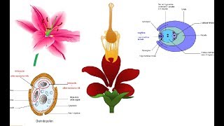 la reproduction des plantes à fleur  partie 1 [upl. by Seko506]