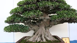 Ficus Bonsai inspiration [upl. by Atteuqram]