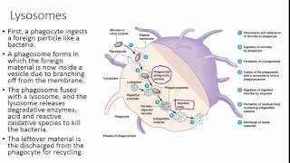 Peroxisomes and Lysosomes Intracellular Defense [upl. by Akinoj]