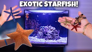 BUYING COLORFUL STARFISH For My AQUARIUM Rare [upl. by Cathlene]