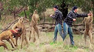 Man Saves Dog by Punching Kangaroo in the Face Epic Animal Rescue Moment [upl. by Lane445]