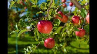 Aomori apple ～We will deliver delicious apples carefully raised throughout the year～ [upl. by Enerahs]