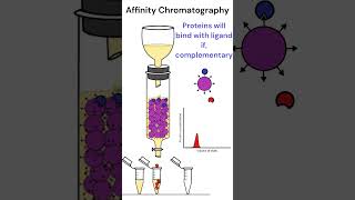 Affinity Chromatography chromatography animation [upl. by Gaspar]