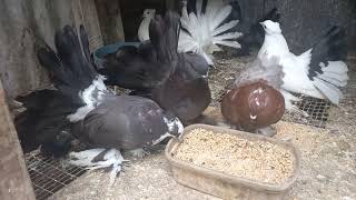 Fantail Pigeon Breeding Season Update Fantails Now Available [upl. by Cyrano924]