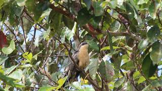 Aves Cuclillo Manglero Cuco de manglar Mangrove cuckoo coccyzus minor DavidChiriquiPanamá [upl. by Imoyik112]