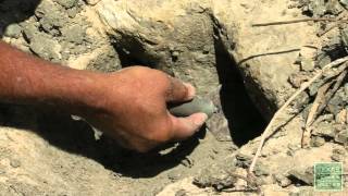 Dinosaur Valley Tracks 112 Million Years in the Making [upl. by Nary]