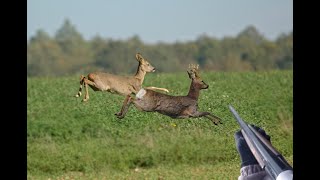 DOUBLE DE CHEVREUIL  Chasse en Bretagne 2020 [upl. by Fasta508]