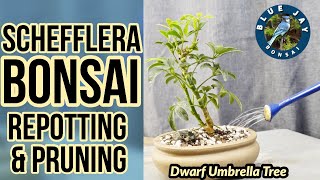 Schefflera Bonsai Repotting amp Pruning Dwarf Umbrella Tree Bonsai [upl. by Tobe]