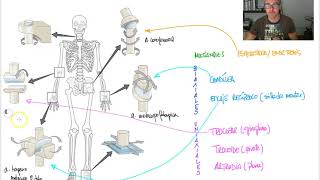ARTICULACIÓN 5  Tipos articulación sinovial [upl. by Elmira]
