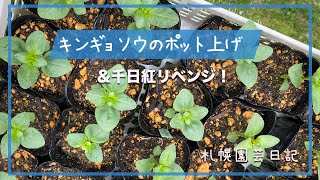 キンギョソウのポット上げ＆千日紅リベンジ！／札幌園芸日記 [upl. by Aneelas]