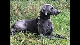 CANItraining® Erziehung Weimaraner ohne Gewalt Leinenführigkeit Freilauf Impulskontrolle [upl. by Jerry]