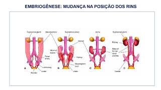 13 EMBRIOLOGIA DO SISTEMA UROGENITAL parte 1 [upl. by Jennette453]