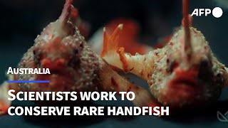 Australia scientists work to conserve rare handfish  AFP [upl. by Adnerak790]