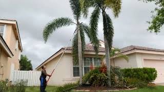 How to trim trees Foxtail palms with a manual pole saw Echo means business [upl. by Edya]