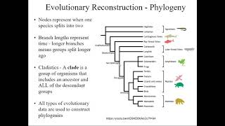 Biological classification Cladistics  What is a clade [upl. by Adnalram]