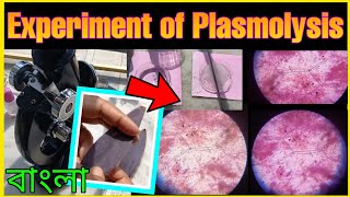 Experiment of Plasmolysis  Class 11  BIOS Practical  Bengali [upl. by Yaya]