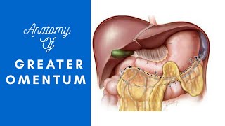 greater omentum basic anatomy with notes [upl. by Ezitram868]