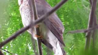 Common Hawk Cuckoo AKA Brain fever bird calling [upl. by Gnidleif]