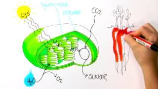 Fotosyntese [upl. by Avah]