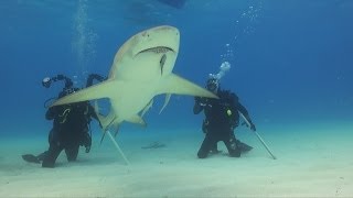 Shark diving Bahamas [upl. by Ahsenra]