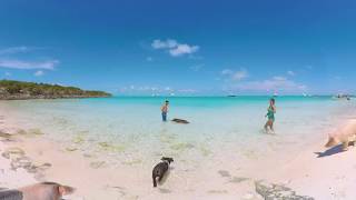 Pig Beach in Exuma at 360° [upl. by Oigufer]