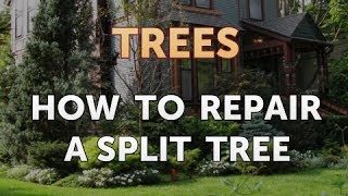 How to Repair a Split Tree [upl. by Krahling658]