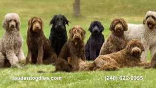 Labradoodle Dog Breeder  Northwest Ohio Dog Ranch [upl. by Ahsieyt]