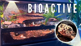 🌿BIOACTIVE VIVARIUM FOR A LEOPARD GECKO  TERRAQUAMAN [upl. by Mala383]